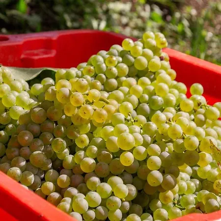 Agritur Al Vigneto ベッド・アンド・ブレックファスト トレント