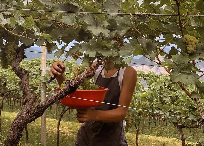 Agritur Al Vigneto 트렌토