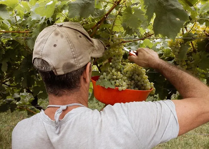 阿格里图维奈托旅馆 3*