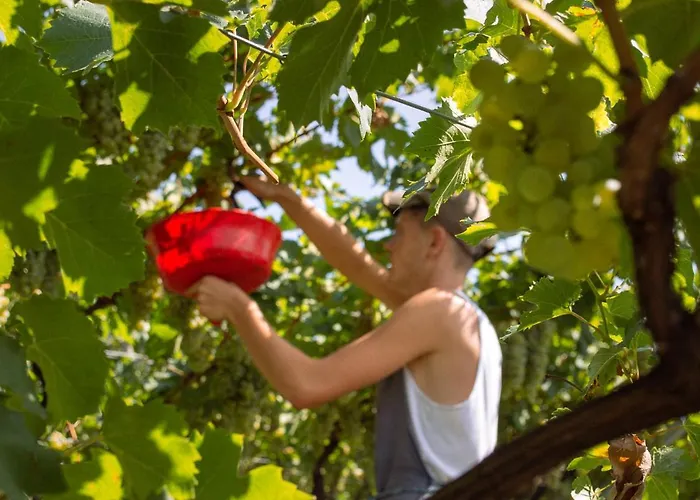 阿格里图维奈托旅馆 住宿加早餐酒店 3*