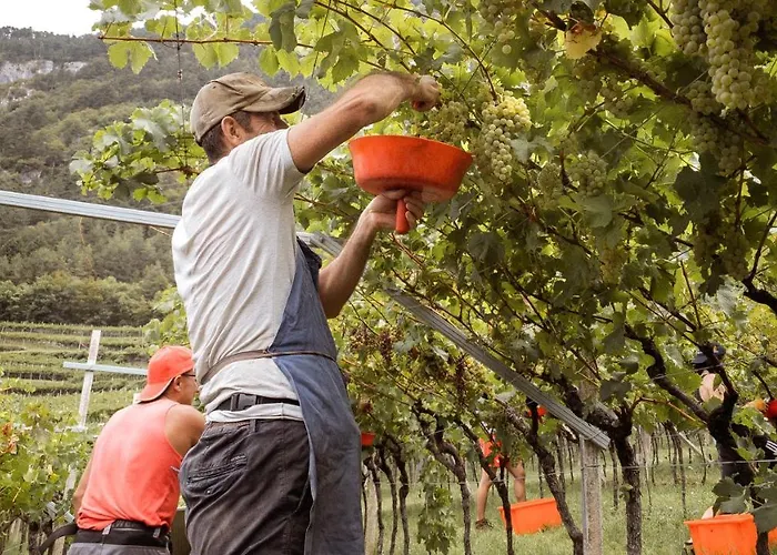 阿格里图维奈托旅馆 特伦托