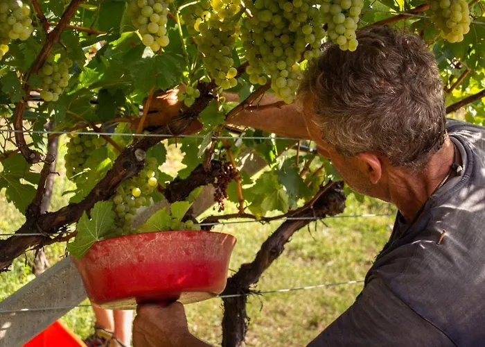阿格里图维奈托旅馆 住宿加早餐酒店 特伦托