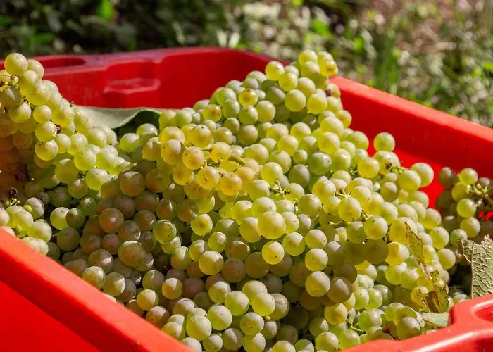 Agritur Al Vigneto B&B 트렌토